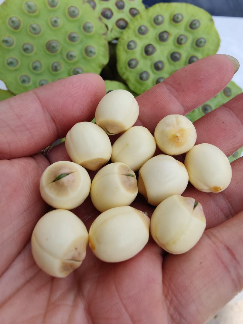 【现货供应】太空莲蓬新鲜莲蓬莲子湖南湘莲应季水果嫩莲米