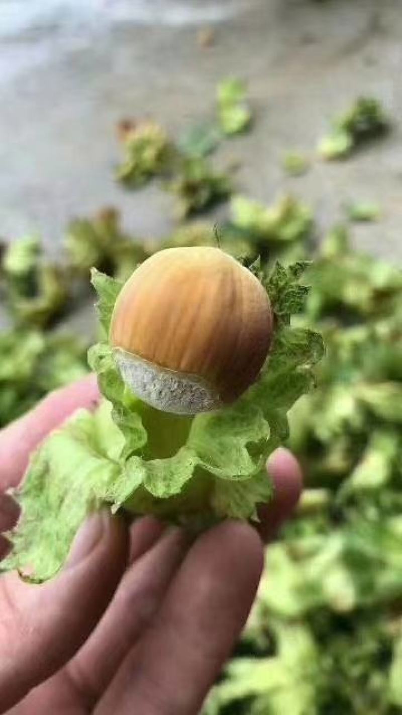 榛子新鲜带皮大榛子，原产地桓仁特级，，