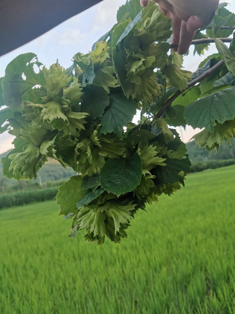 榛子新鲜带皮大榛子，原产地桓仁特级，，