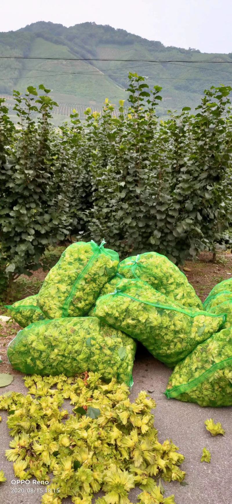 榛子新鲜带皮大榛子，原产地桓仁特级，，