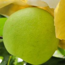 梨～苏翠一号梨，已经成熟，无渣，糖度高，皮薄，酥脆可口。