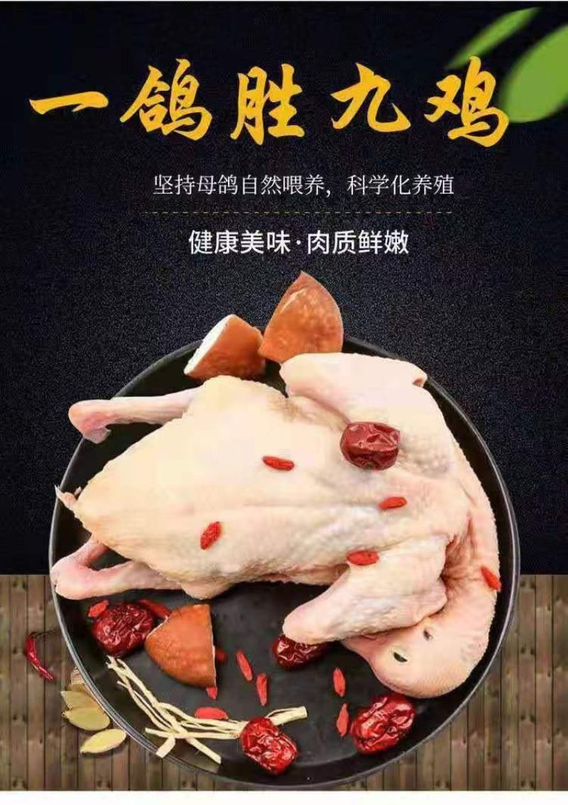 白条鸽