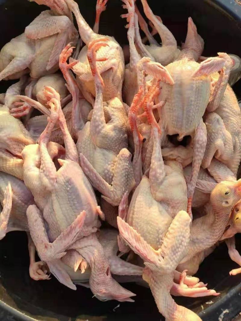 白条鸽