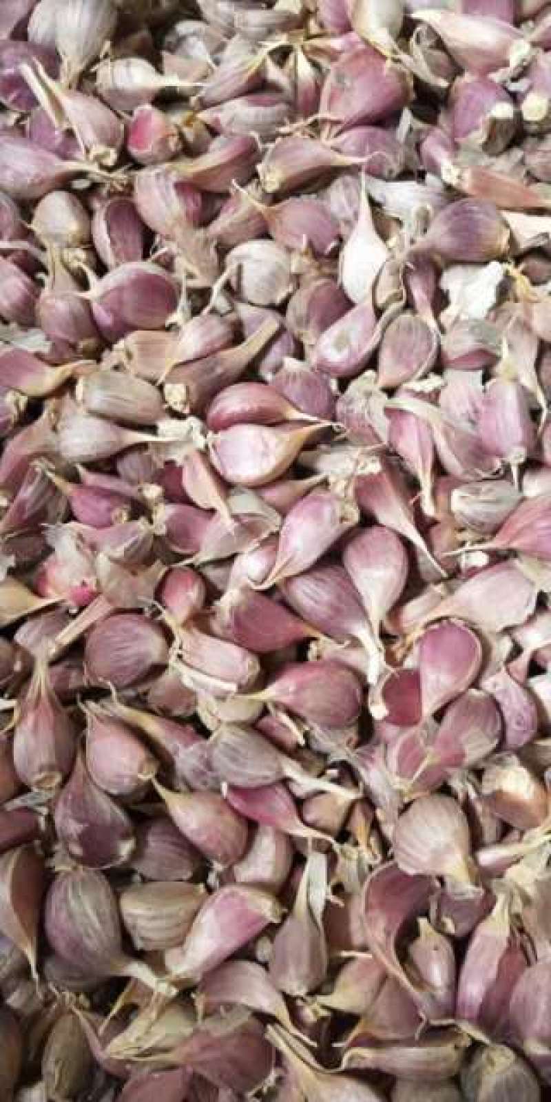 大蒜种子高质量精品，一代原种，抗病强，超高产品种欢迎订购