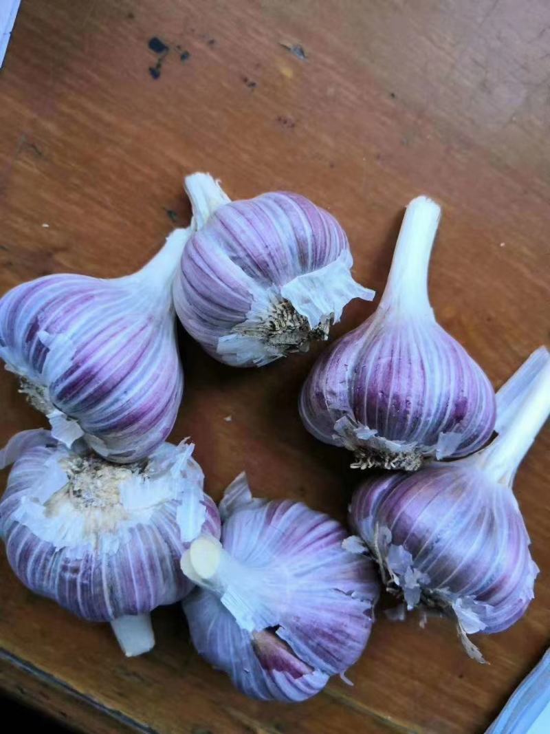 大蒜种子高质量精品，一代原种，抗病强，超高产品种欢迎订购