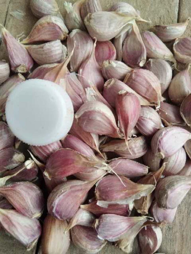 大蒜种子高质量精品，一代原种，抗病强，超高产品种欢迎订购