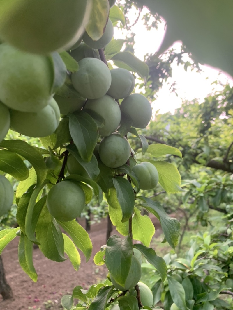 青李子
