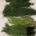 马尾伸筋草
