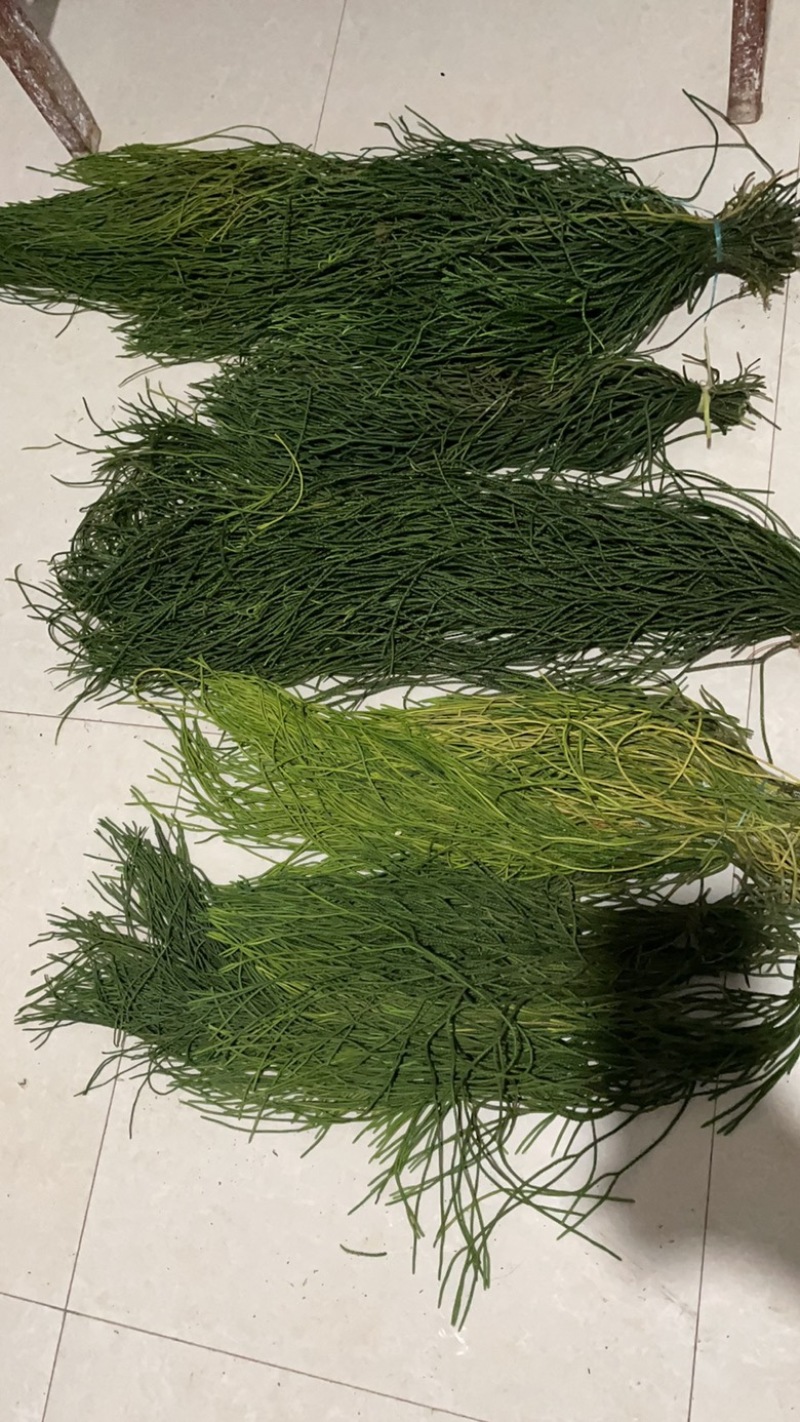 马尾伸筋草