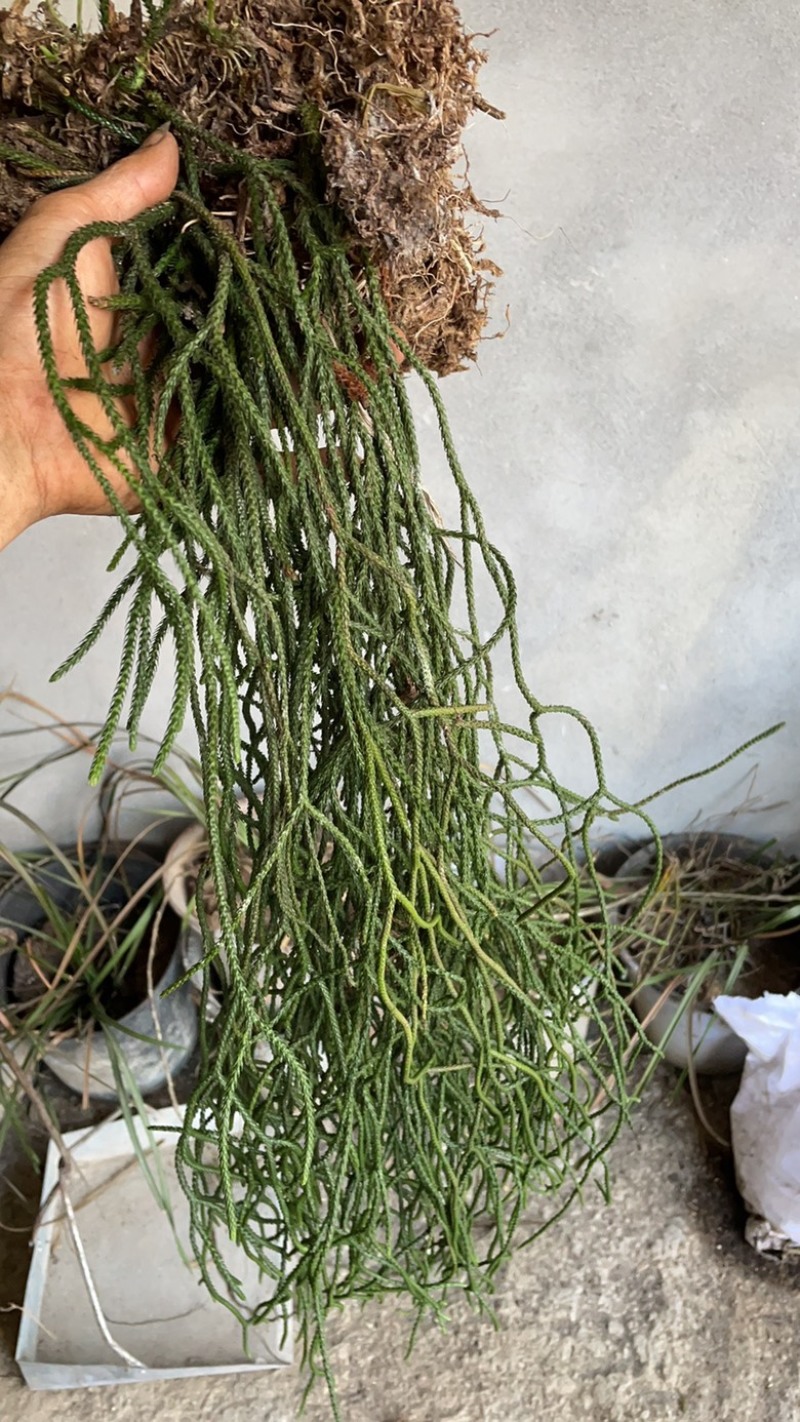 马尾伸筋草