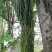 马尾伸筋草