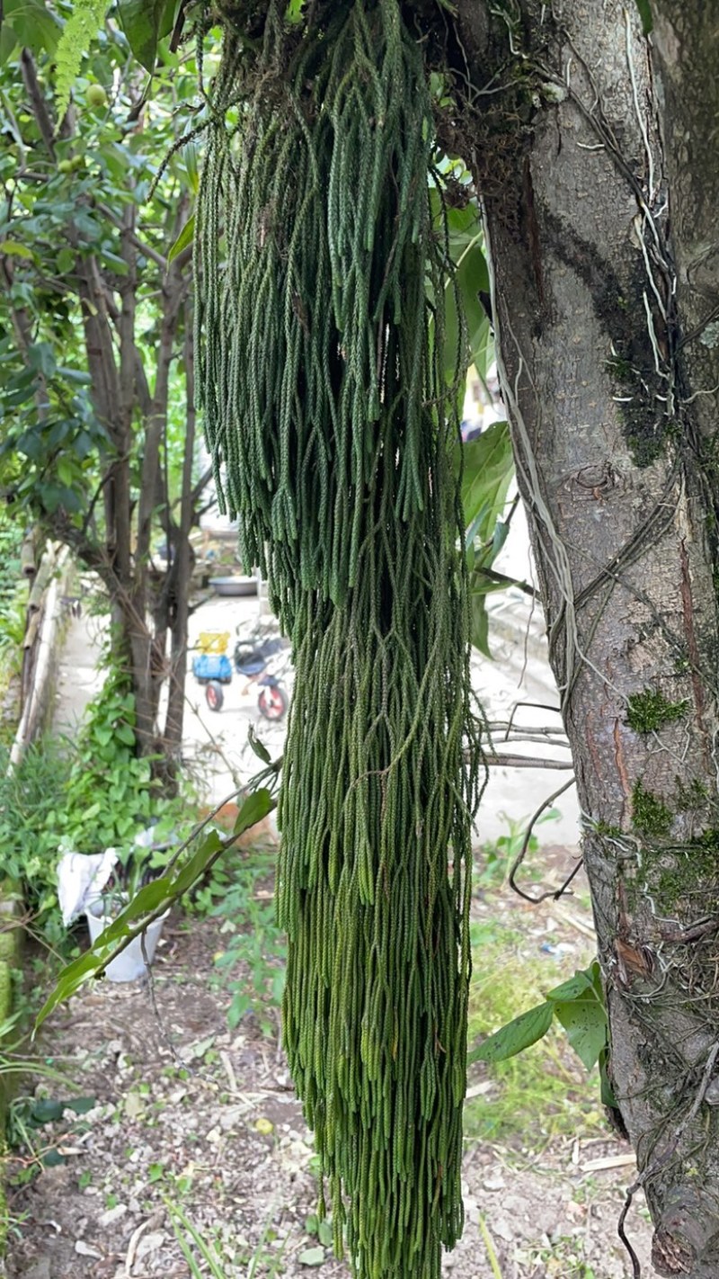 马尾伸筋草