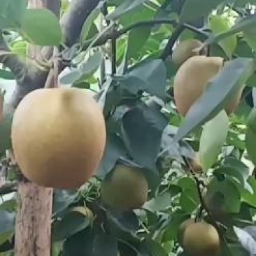 梨