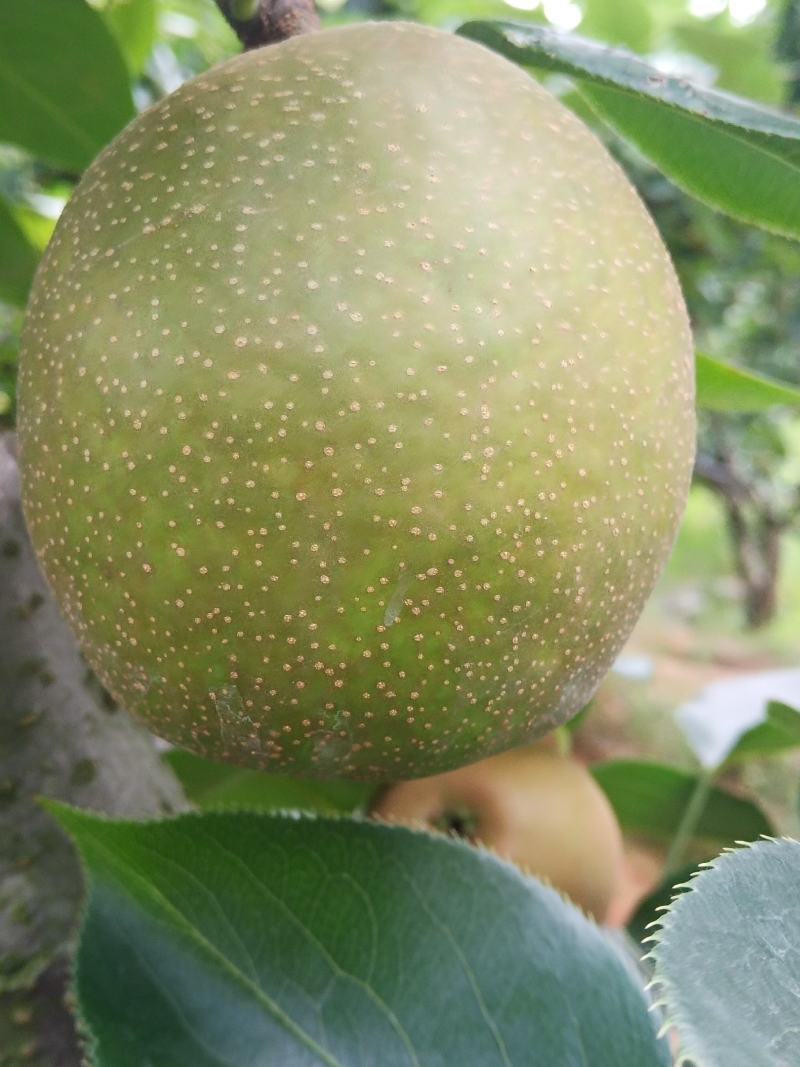 梨