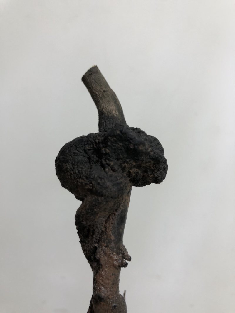 金弹子盆景灌木小精品溜子坨坨碳化桩