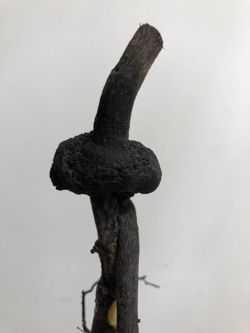 金弹子盆景灌木小精品溜子坨坨碳化桩