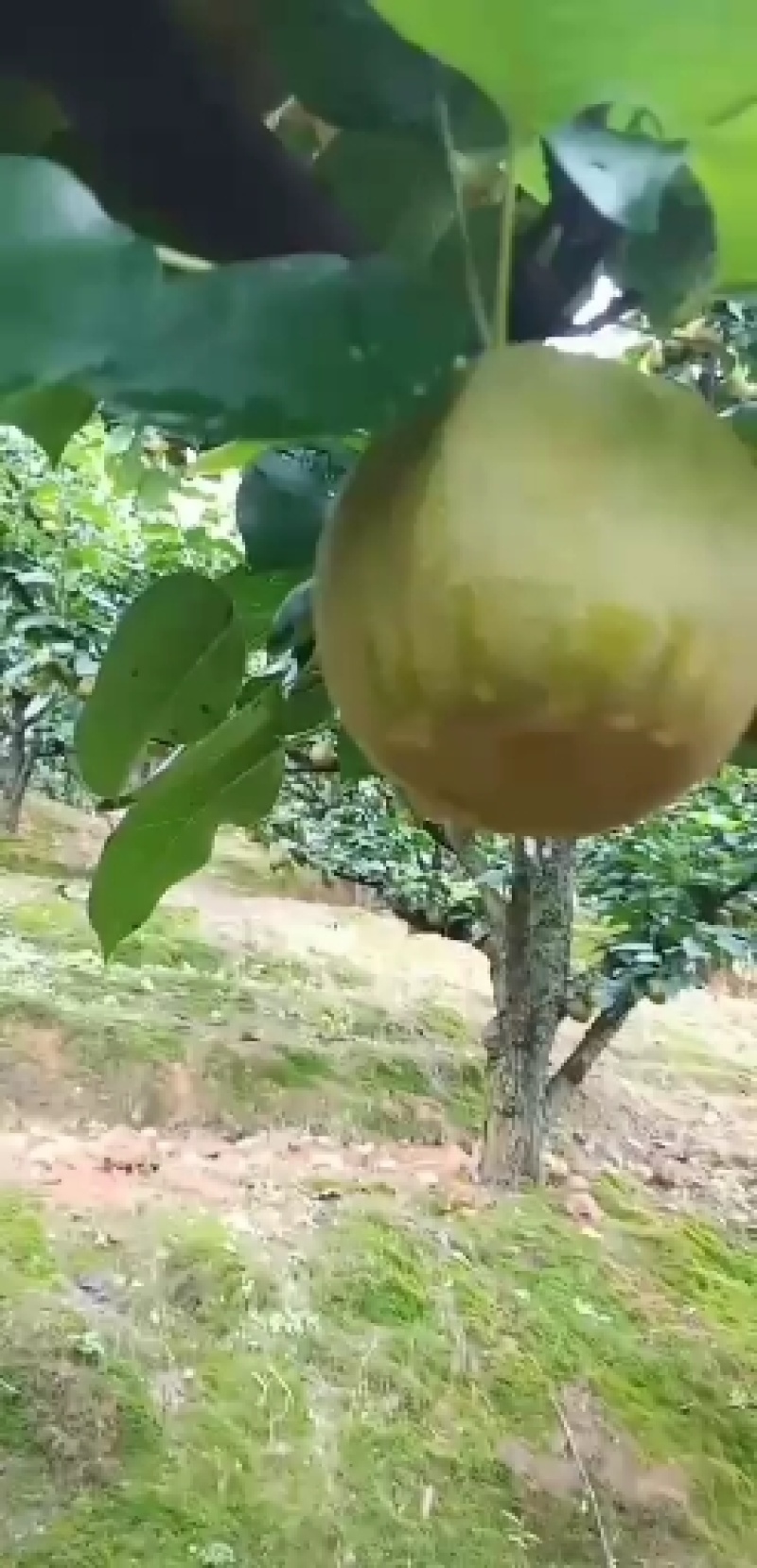 梨