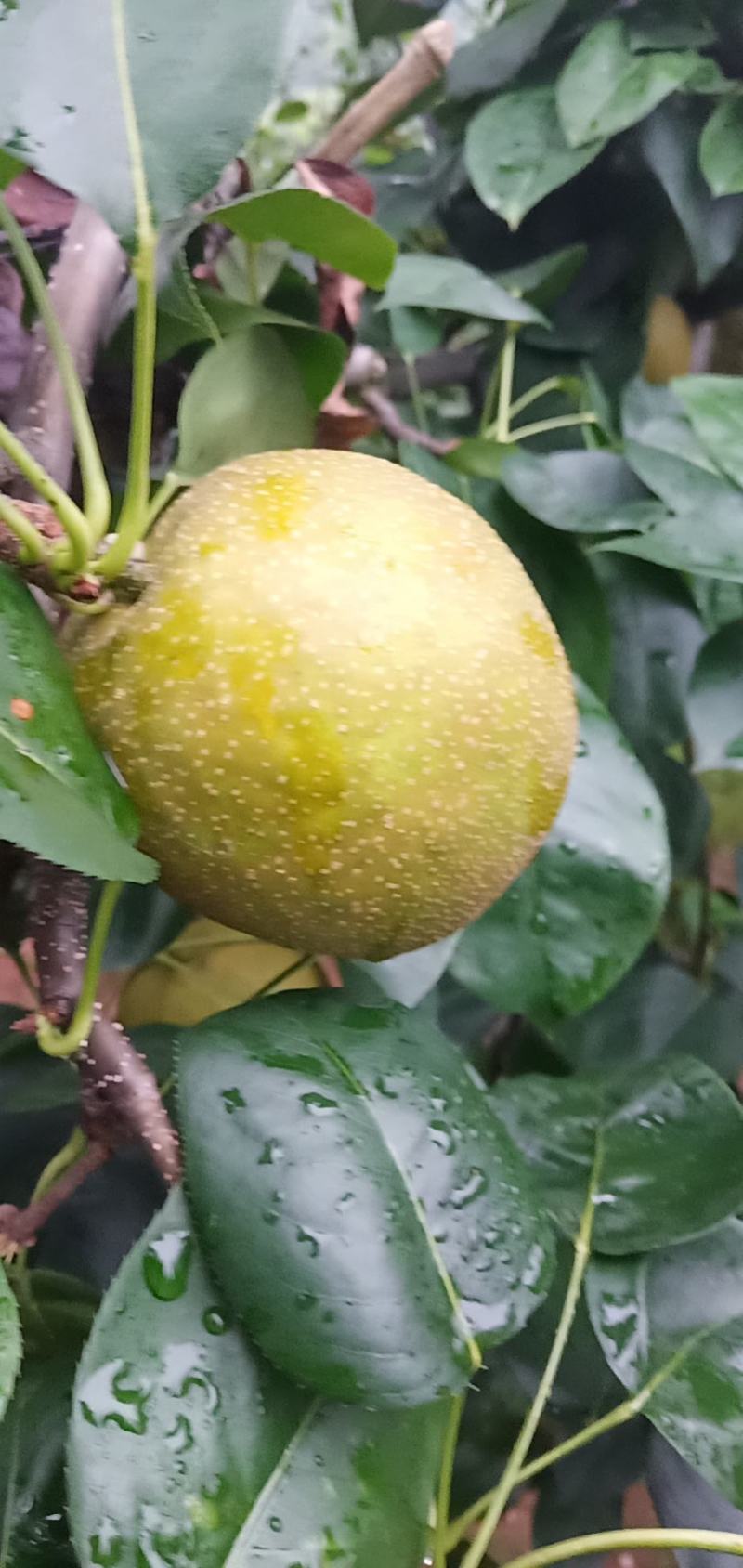 梨