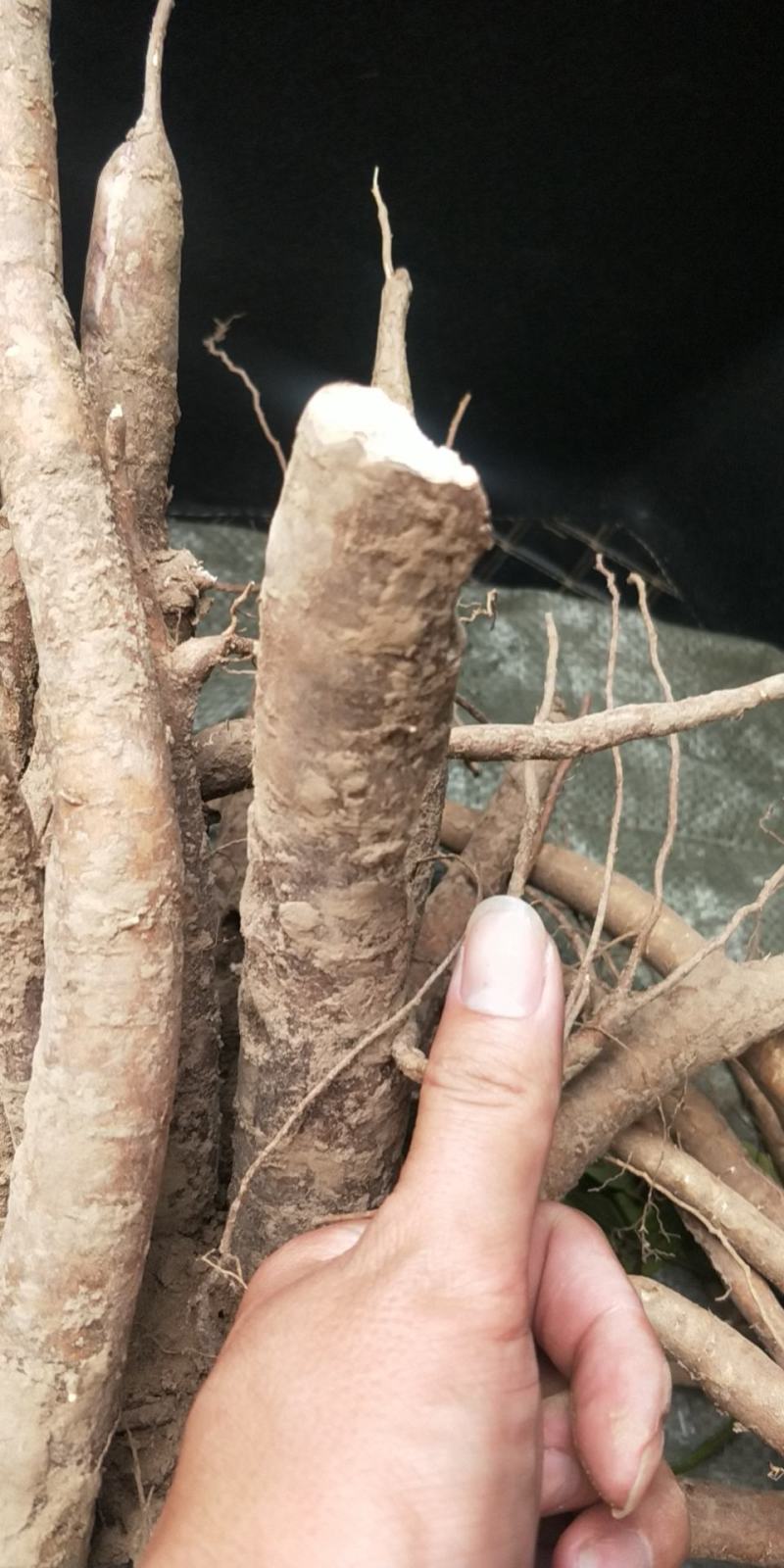出售白芍芽，收购鲜白芍四年到五年的点地