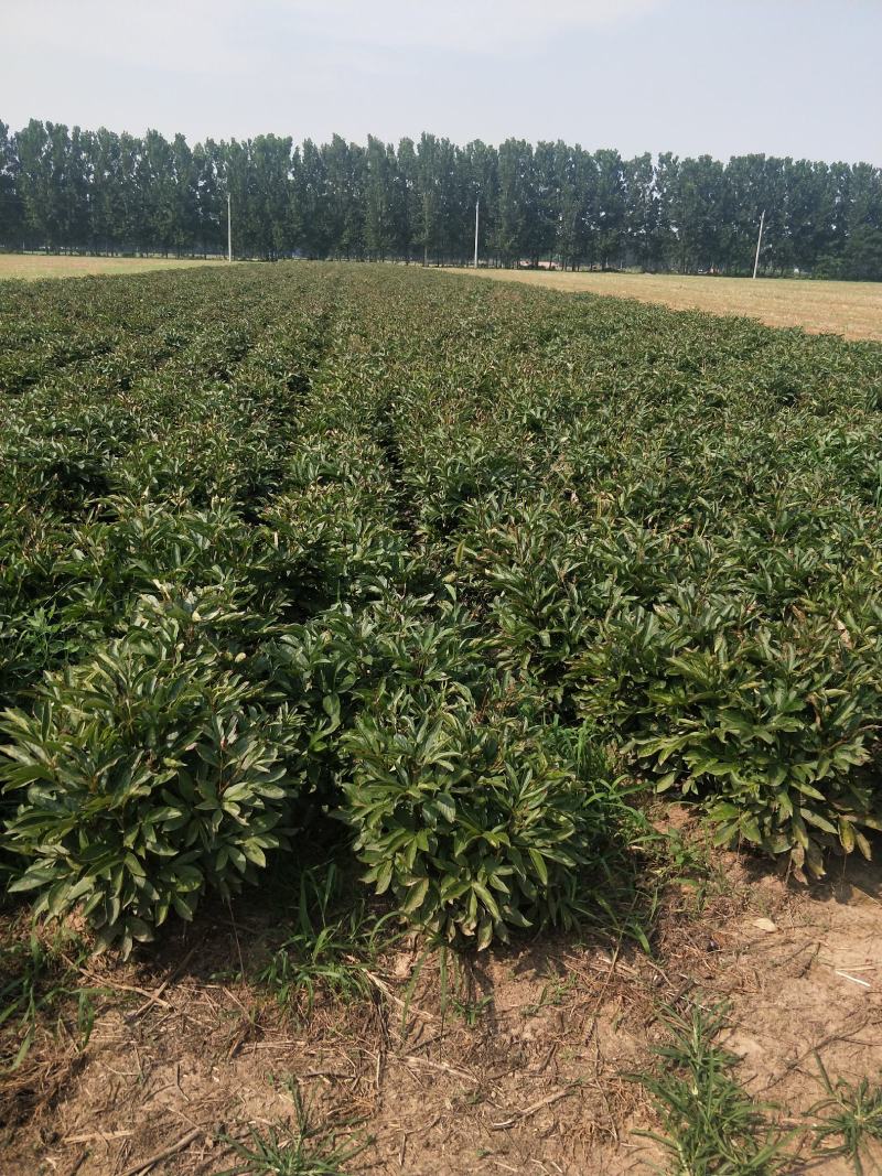 出售白芍芽，收购鲜白芍四年到五年的点地