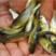 淡水鱼苗，花，白，鲢鱼苗正宗广州全德鱼种长式快实应力强