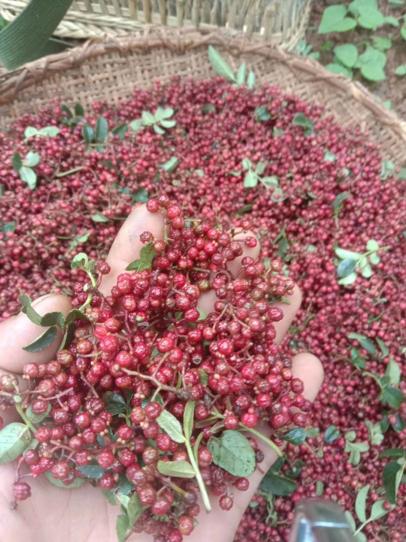 大凉山鲜花椒盐源鲜花椒大红袍花椒产地代办麻香味重