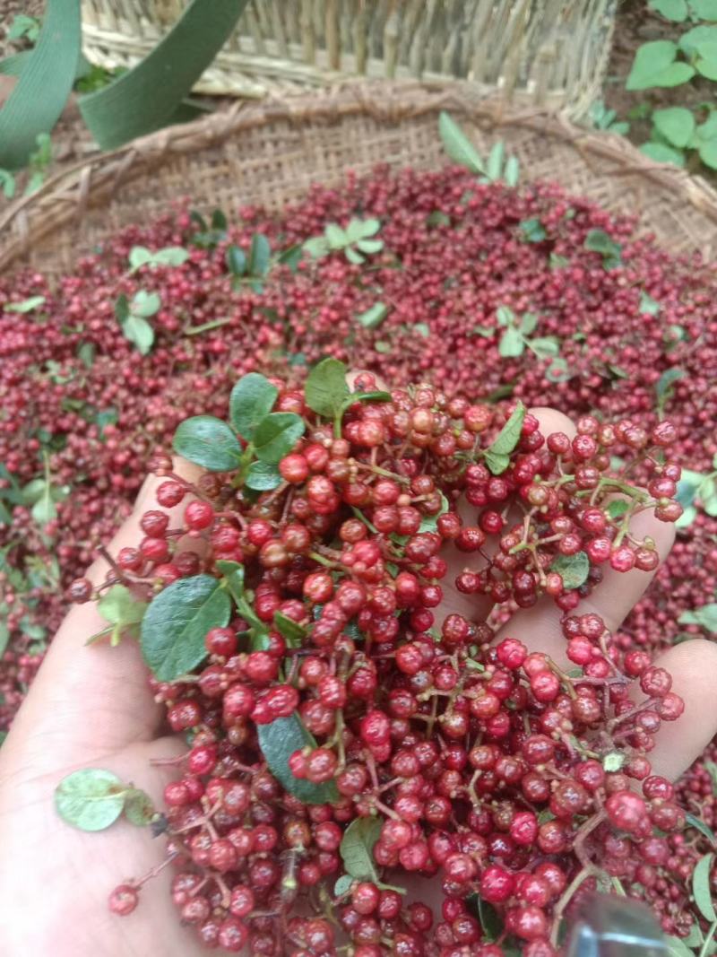 大凉山鲜花椒盐源鲜花椒大红袍花椒产地代办麻香味重