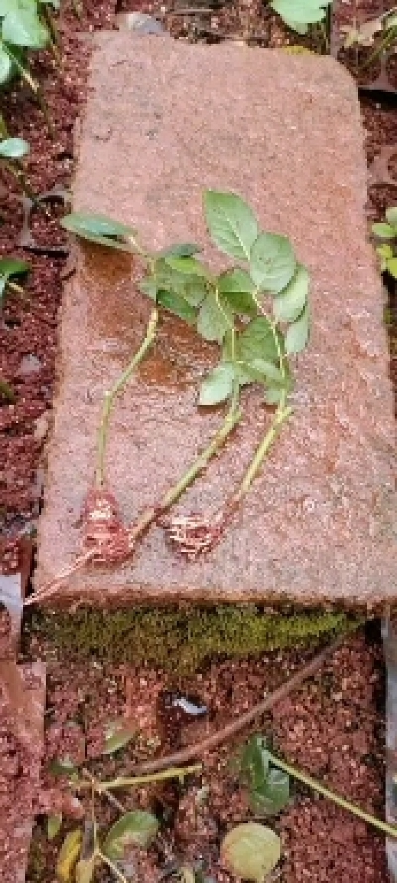 欧洲月季玫瑰花小苗，，，，，，，，有要栽貂蝉、曼塔、洛神