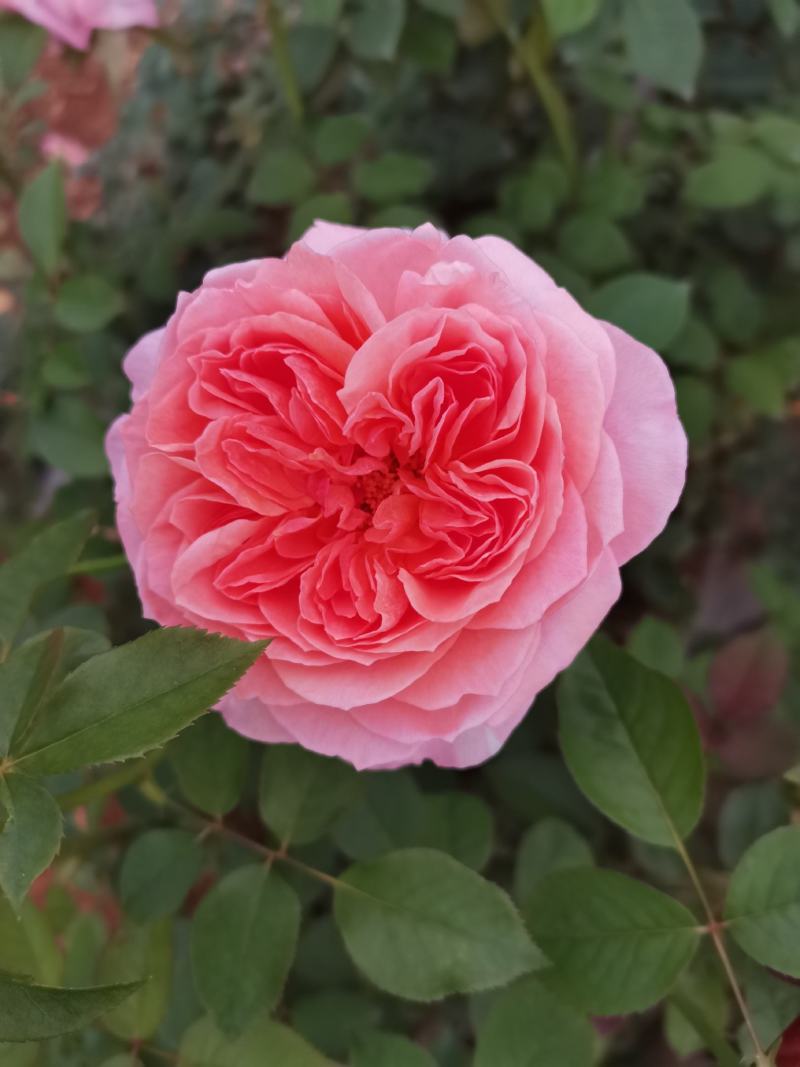 欧洲月季玫瑰花小苗，，，，，，，，有要栽貂蝉、曼塔、洛神