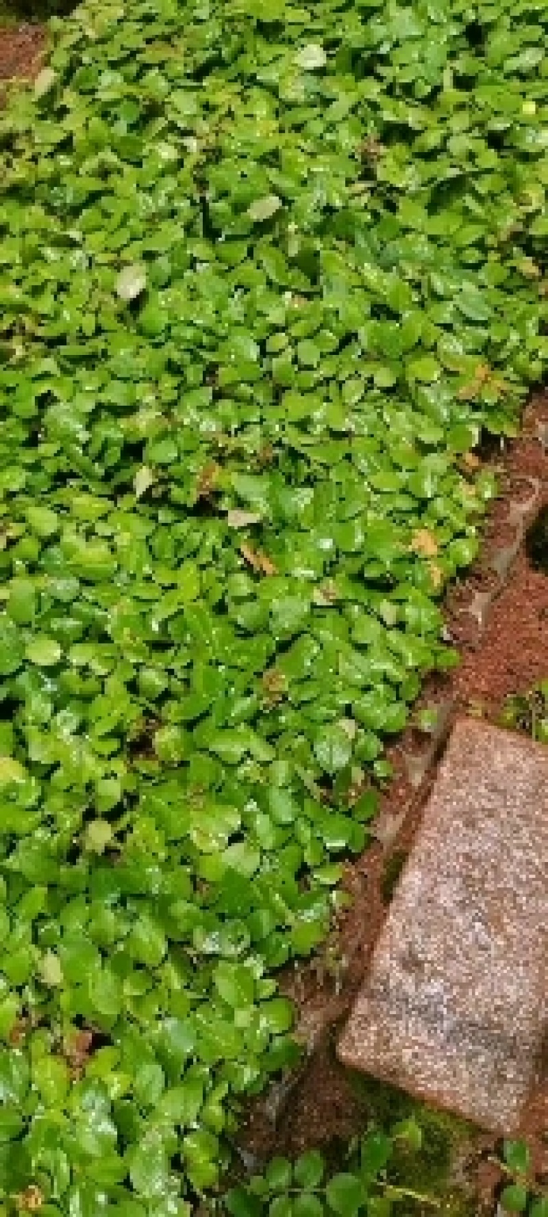 欧洲月季玫瑰花小苗，，，，，，，，有要栽貂蝉、曼塔、洛神