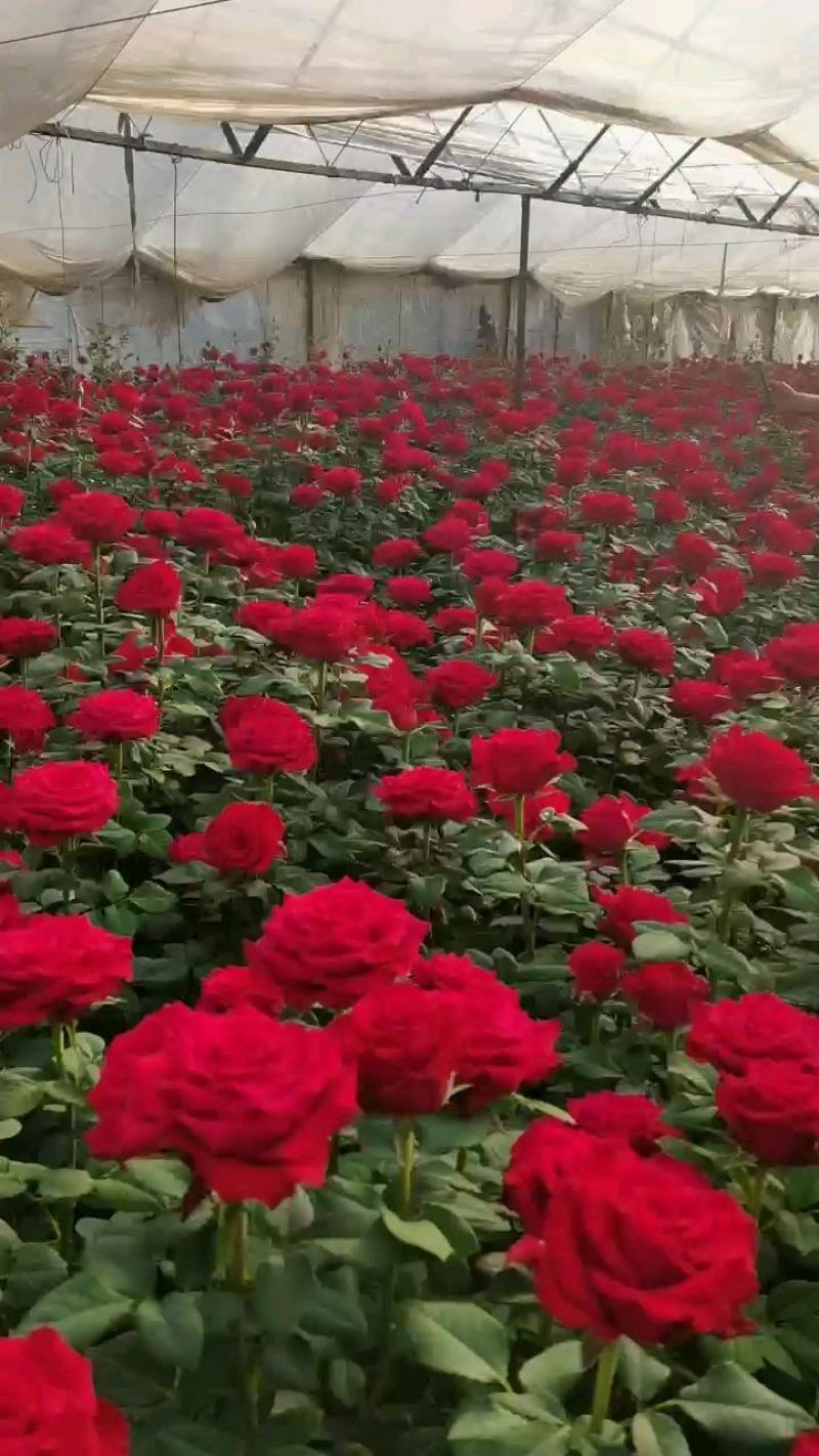 欧洲月季玫瑰花小苗，，，，，，，，有要栽貂蝉、曼塔、洛神