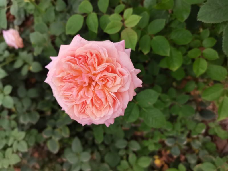 欧洲月季玫瑰花小苗，，，，，，，，有要栽貂蝉、曼塔、洛神