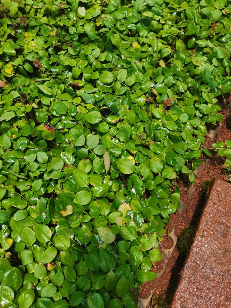 欧洲月季玫瑰花小苗，，，，，，，，有要栽貂蝉、曼塔、洛神