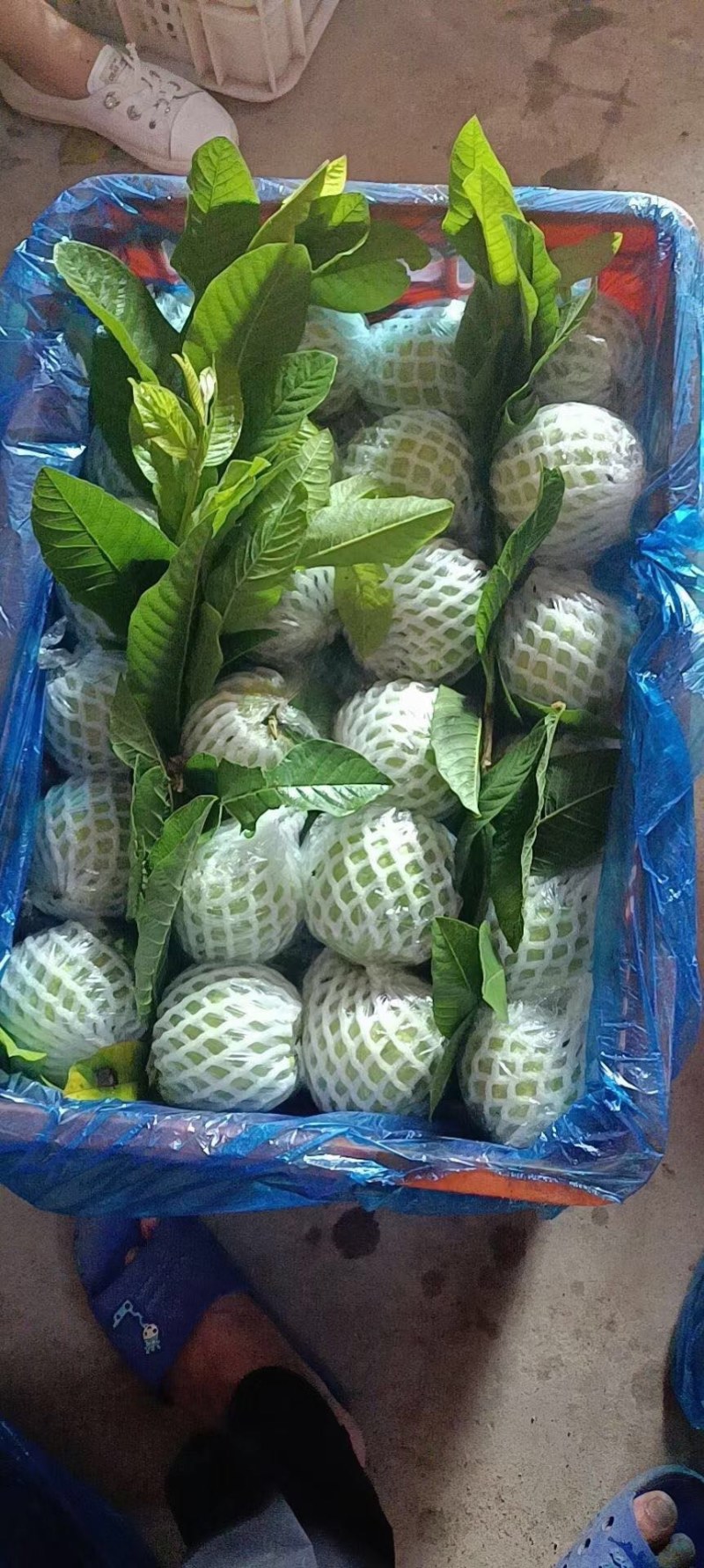 番石榴芭乐