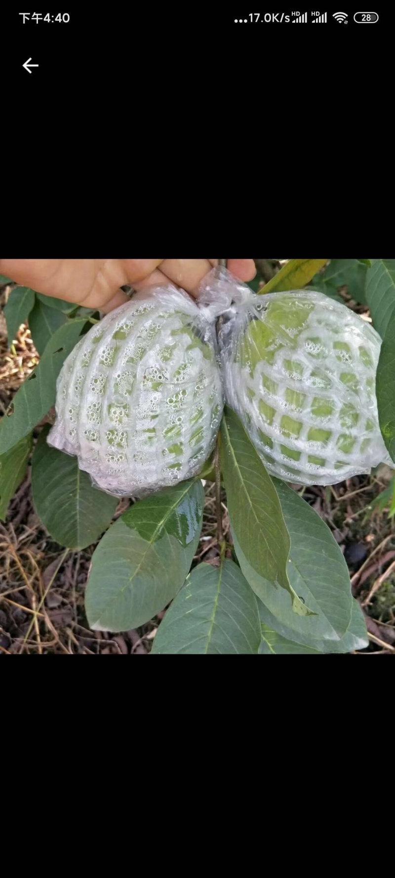 番石榴芭乐