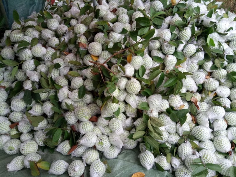 番石榴芭乐