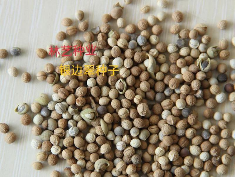 银边翠种子花卉花草种子多年生草本植物易播种出芽快