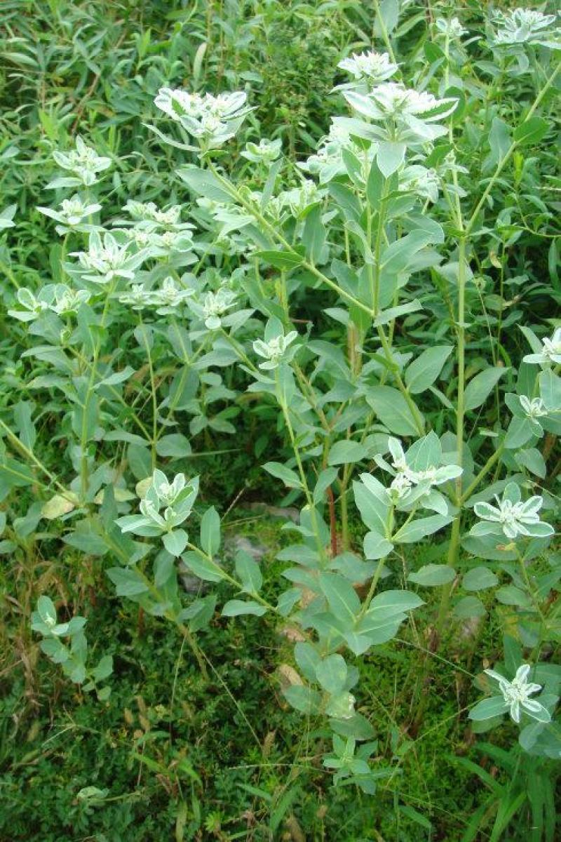 银边翠种子花卉花草种子多年生草本植物易播种出芽快