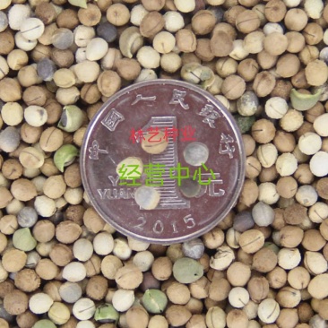 银边翠种子花卉花草种子多年生草本植物易播种出芽快