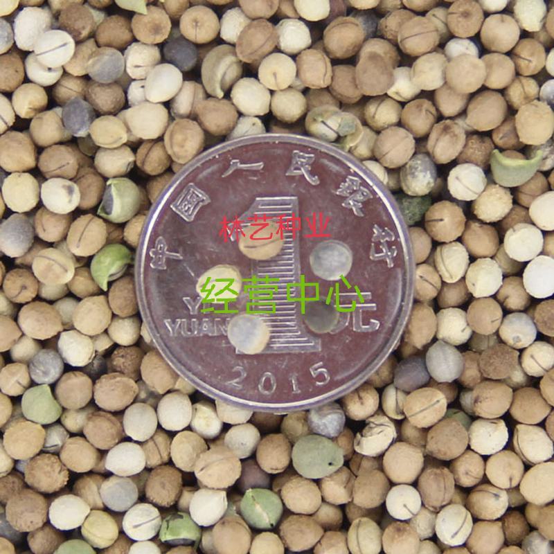 银边翠种子花卉花草种子多年生草本植物易播种出芽快
