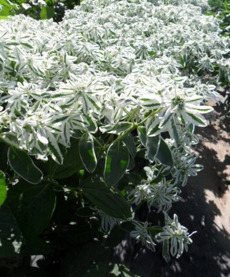 银边翠种子花卉花草种子多年生草本植物易播种出芽快