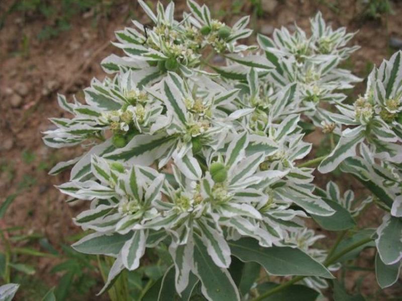 银边翠种子花卉花草种子多年生草本植物易播种出芽快