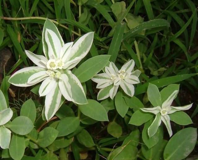 银边翠种子花卉花草种子多年生草本植物易播种出芽快