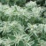 银边翠种子花卉花草种子多年生草本植物易播种出芽快