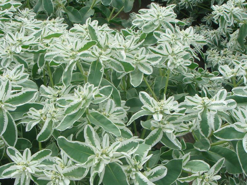 银边翠种子花卉花草种子多年生草本植物易播种出芽快