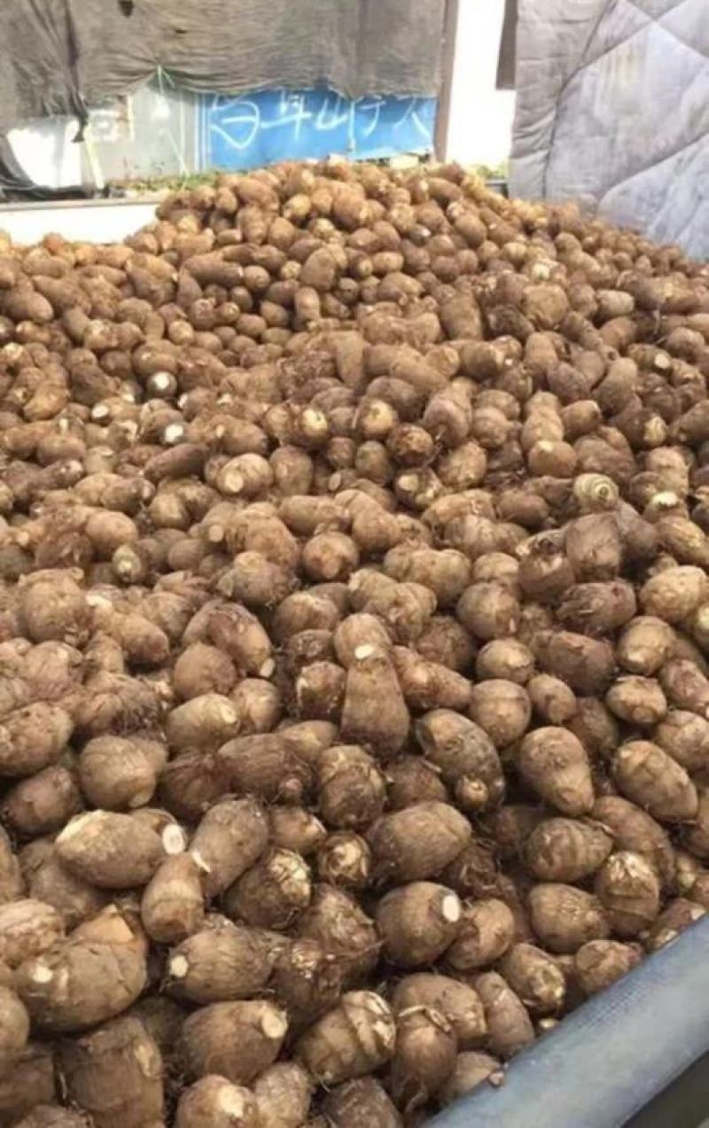 山东芋头【8520】毛芋按需加工产地直发保质保量全国发