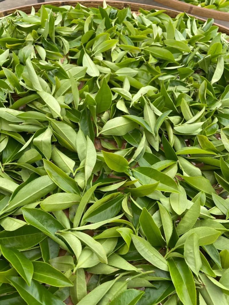 福建省龙岩水仙茶