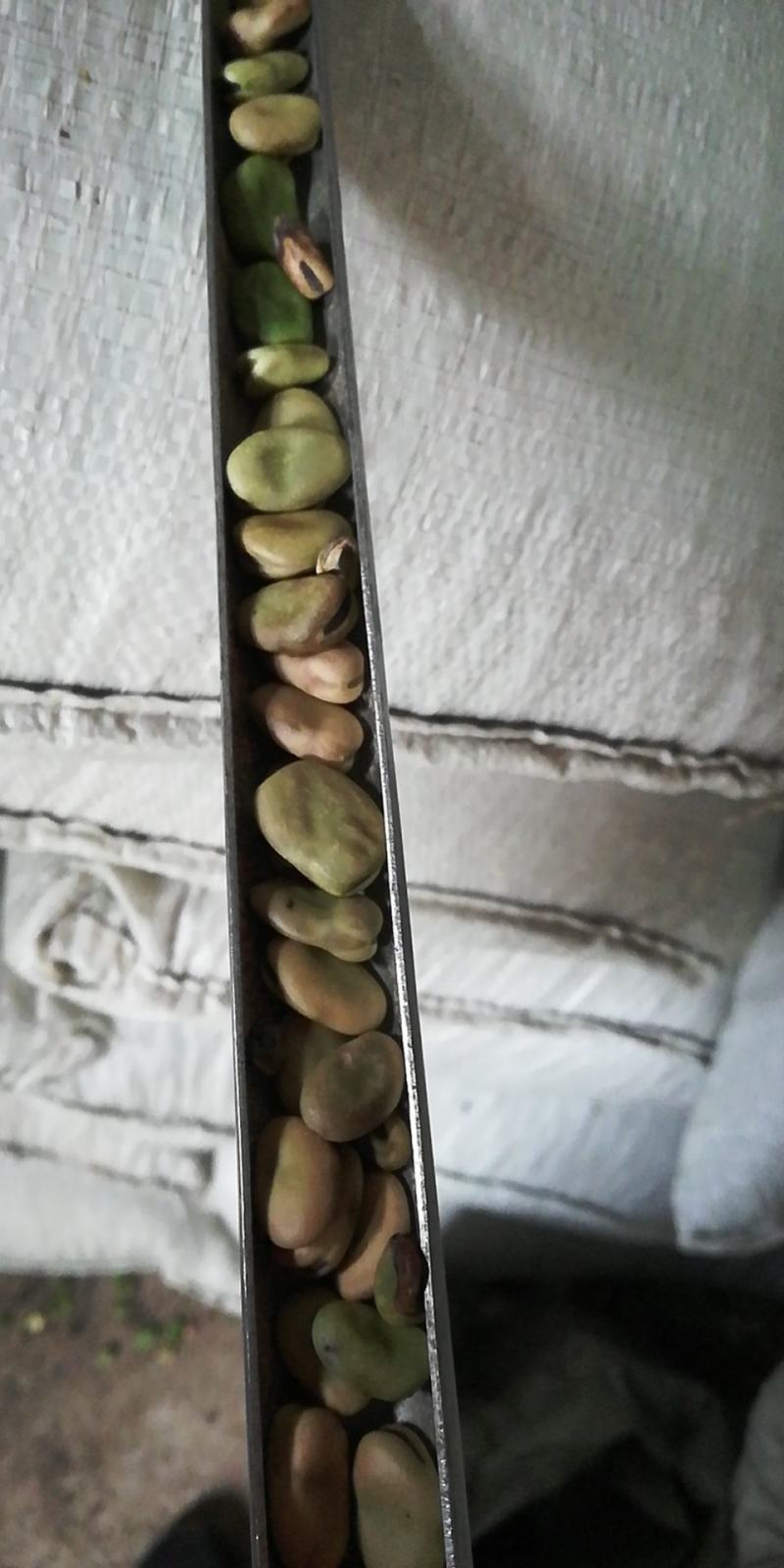 蚕豆