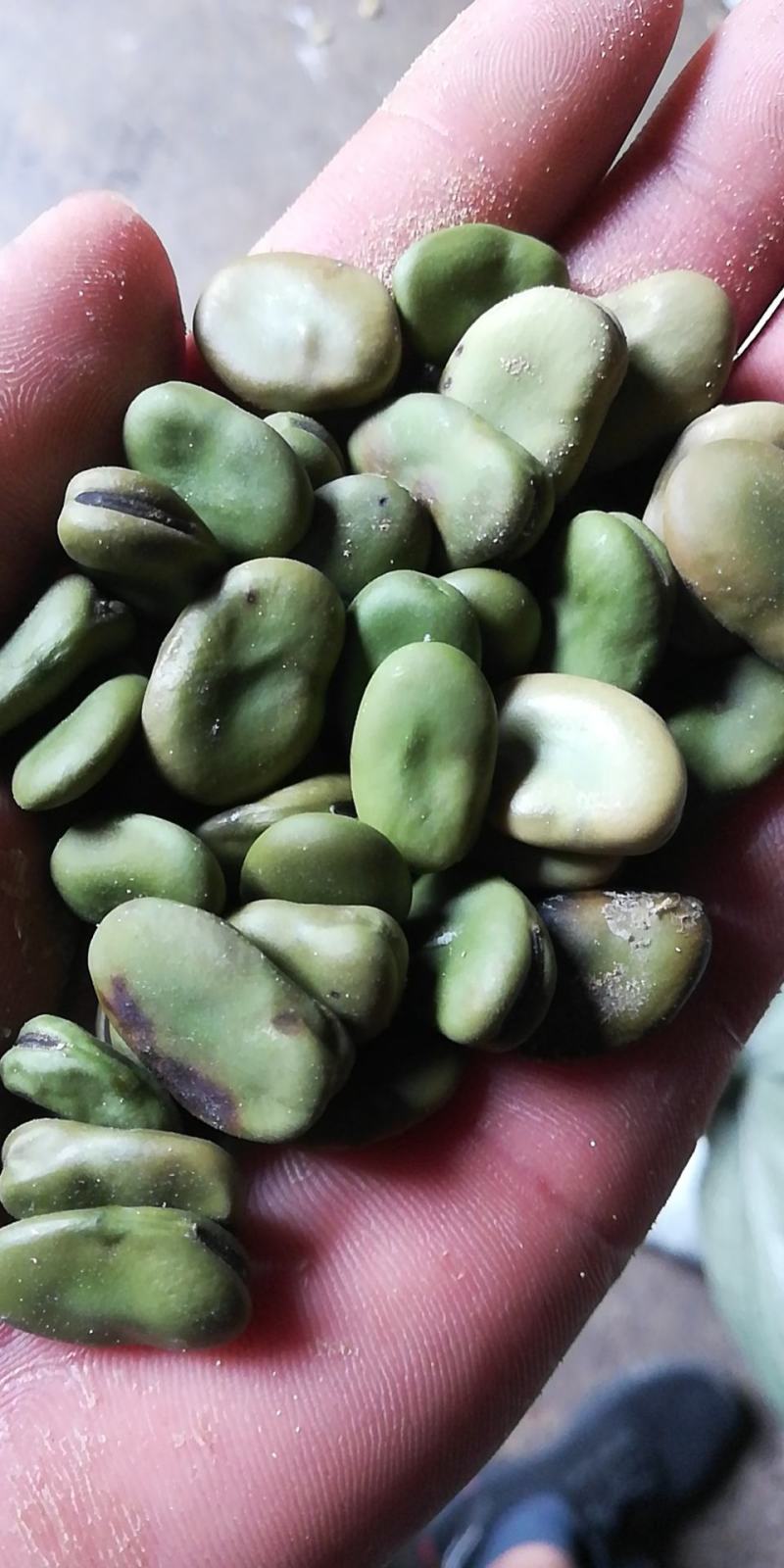 蚕豆
