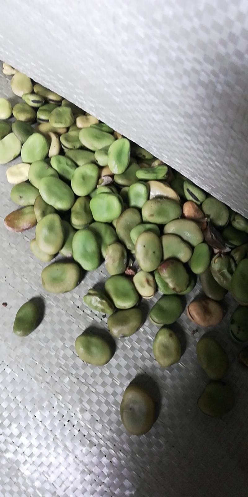 蚕豆